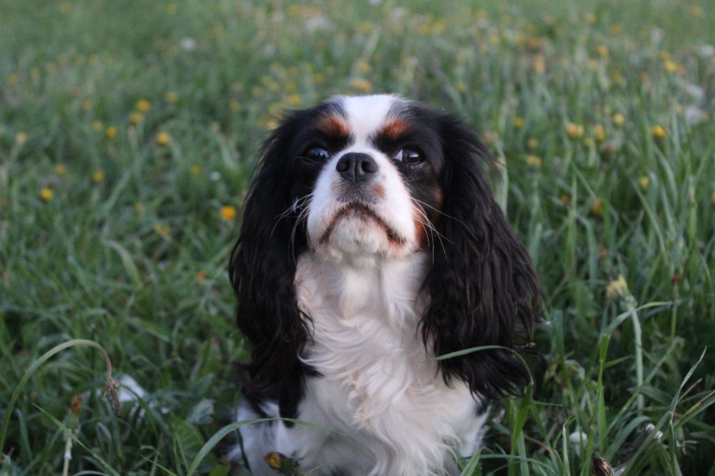 Les Cavalier King Charles Spaniel de l'affixe Des Perles Du Phénix