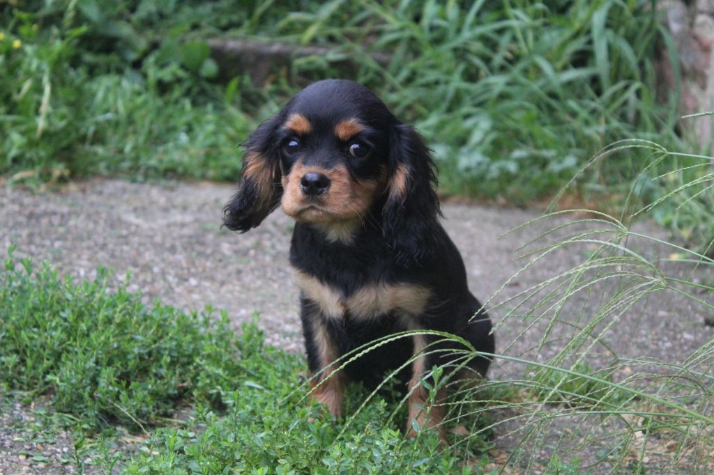 Des Perles Du Phénix - Chiot disponible  - Cavalier King Charles Spaniel