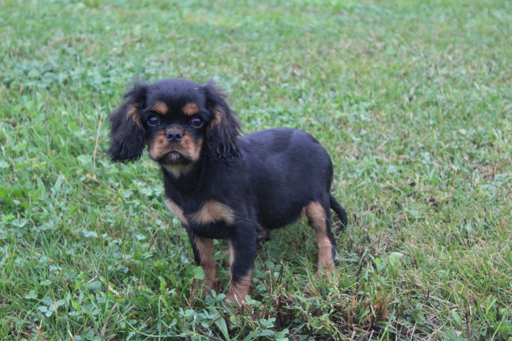 Des Perles Du Phénix - Chiot disponible  - Cavalier King Charles Spaniel