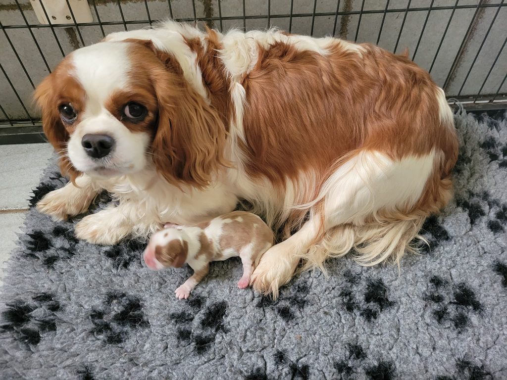 chiot Cavalier King Charles Spaniel Des Perles Du Phénix