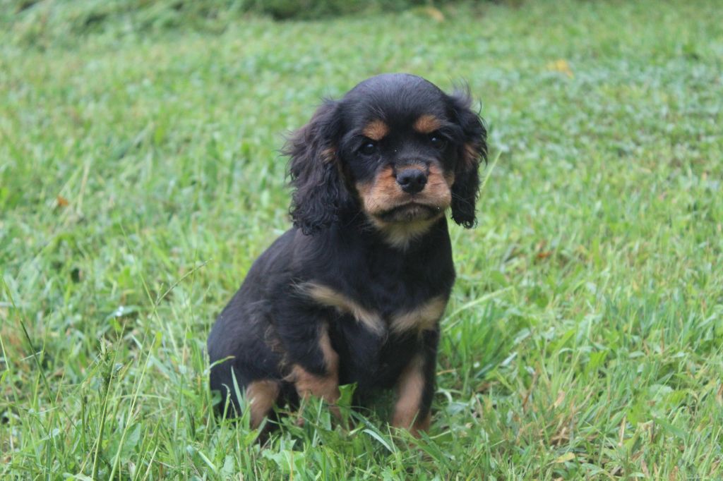 Des Perles Du Phénix - Chiot disponible  - Cavalier King Charles Spaniel