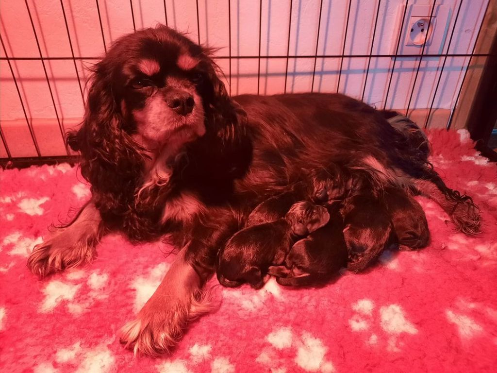 Des Perles Du Phénix - Cavalier King Charles Spaniel - Portée née le 27/09/2022