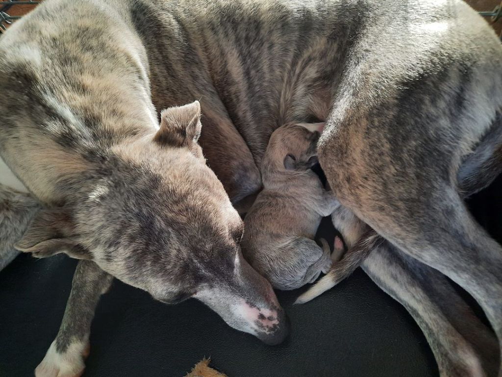Des Perles Du Phénix - Whippet - Portée née le 01/05/2022